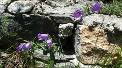 Campanula alpestris