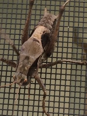 Atlanticus testaceus