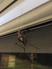 Atlanticus testaceus