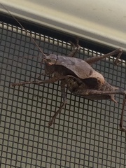 Atlanticus testaceus