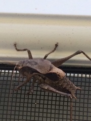 Atlanticus testaceus