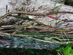 Lepismium cruciforme