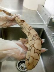 Scyliorhinus retifer