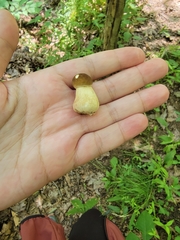 Boletus auripes