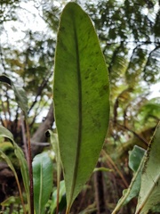 Elaphoglossum wawrae