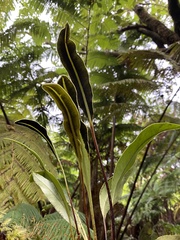 Elaphoglossum wawrae