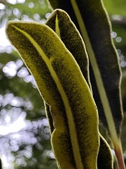 Elaphoglossum wawrae