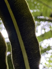 Elaphoglossum wawrae