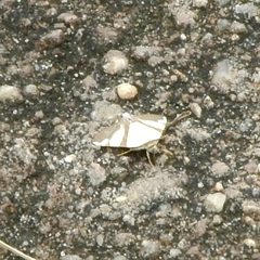 Eulepidotis julianata