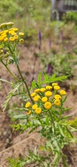 Tanacetum vulgare