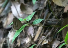 Mycalesis orseis