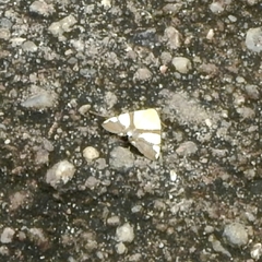 Eulepidotis julianata