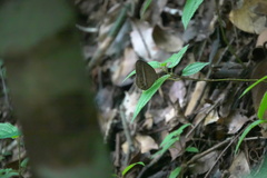 Mycalesis orseis