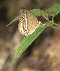 Mycalesis orseis