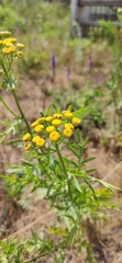 Tanacetum vulgare