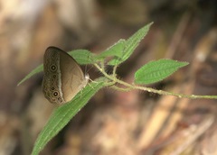 Mycalesis orseis