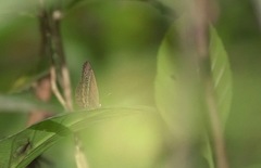 Mycalesis orseis