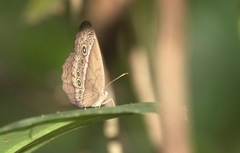 Mycalesis orseis