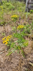 Tanacetum vulgare