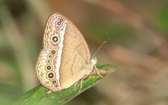 Mycalesis orseis