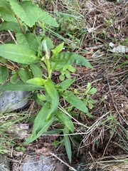 Lysimachia terrestris