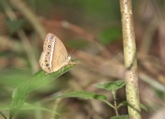 Mycalesis orseis