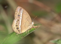 Mycalesis orseis