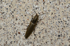 Proludius protractus