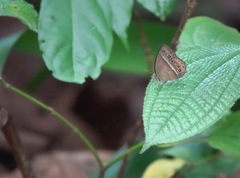 Mycalesis orseis