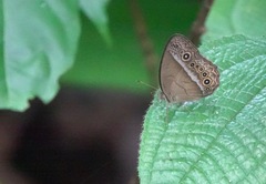Mycalesis orseis
