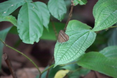 Mycalesis orseis