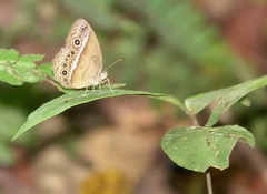 Mycalesis orseis