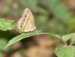 Mycalesis orseis