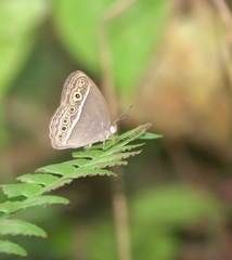 Mycalesis visala