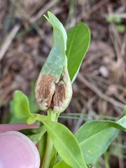 Dasineura lysimachiae