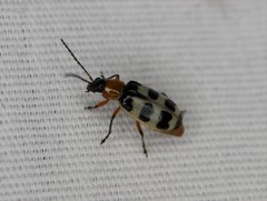 Paranapiacaba tricincta