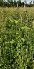 Dipsacus pilosus
