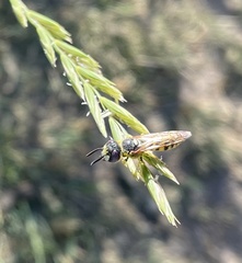 Philanthus triangulum