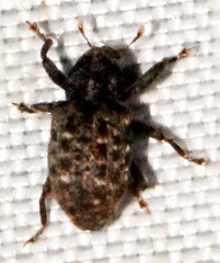 Apteromechus ferratus