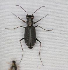 Cicindela punctulata