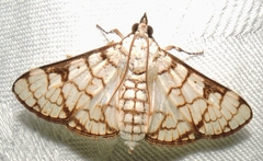Aphytoceros lucusalis