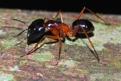 Camponotus festinus
