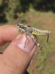 Dendrotettix quercus