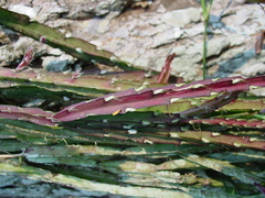 Lepismium cruciforme