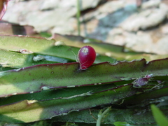 Lepismium cruciforme