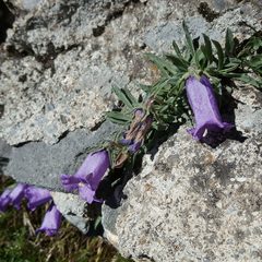 Campanula alpestris