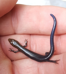 Plestiodon multivirgatus