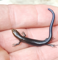 Plestiodon multivirgatus