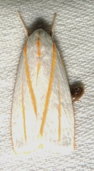 Cryptophasa flavolineata
