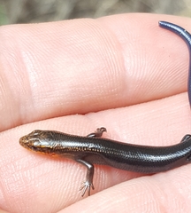 Plestiodon multivirgatus